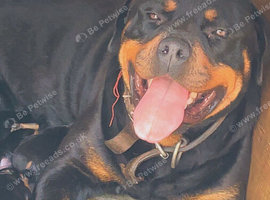 Rottweiler pups