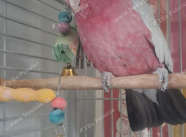 Galah