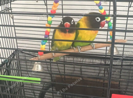 love birds paper