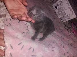 2 Grey kittens