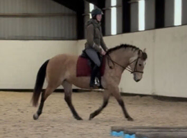 Stunning 15 hh Dun Appolusa /Welsh Mare 5 years