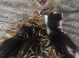 4 Doll face Persian cross kittens