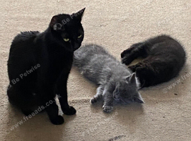 Grey kitten seven weeks old