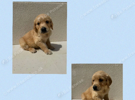 Ready to leave - 5 Kc Registered golden retriever boy pups!