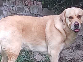 labrador retriever for stud