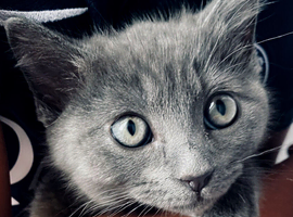 10 week old, male Ragdoll x Bengal kitten