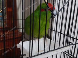 Kiwi kakariki