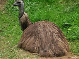 Bookings now being taken for Emu eggs