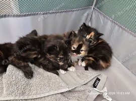 Beautiful Fluffy Kittens Looking for Loving Homes