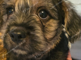 Beautiful french bulldog cross boy