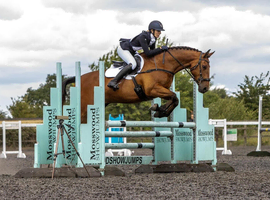 Warmblood bay gelding