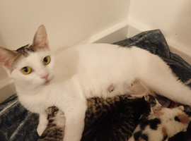 4 beautiful kittens