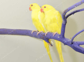 Baby Yellow Ring Neck Talking Parrots,31