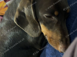 Miniature dachshund