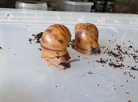 Archatina Marginita Ovums