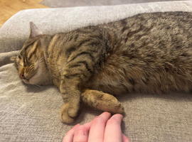 Tobby cat for rehome 14 months