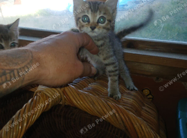 4 female bengal kittens plus adults.