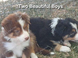 Border Collie Puppies ready now. Red Tri and Black Tri.