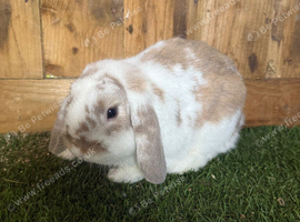 Mini lop male