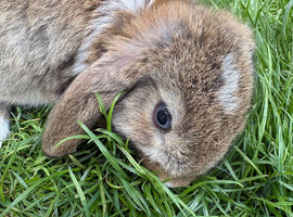 Beautiful mini lop bunnies