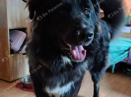 ***FERN RESCUE * 1 YR OLD CAUCASIAN SHEPARD***
