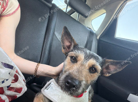 Lovely dog for rehome
