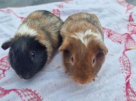 2 baby boars