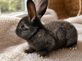 Rex x Harlequin Bunny