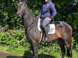 Stunning gelding available, 16.1 , for yr old , no vices lumps or bumps !