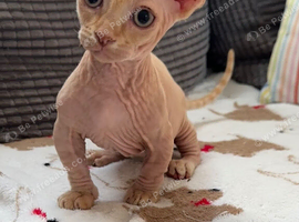 Male bambino Sphynx kitten