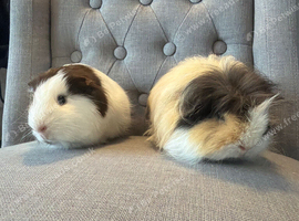 2 Lovely Guinea pigs