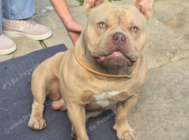 boy pocket bully for sale