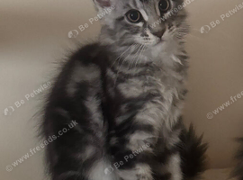 Maine Coon kittens