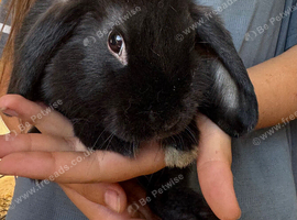 Lop ear Rabbits for sale