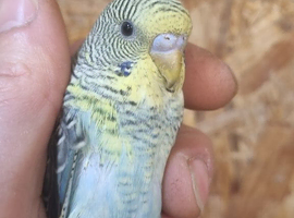 Blackwings budgies