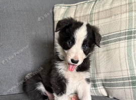 Border Collie Puppy