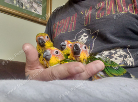 Baby sun conures