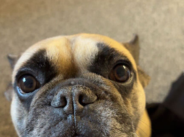 French bulldog