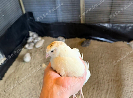 Quail hens