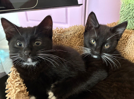 Kittens 10 weeks old