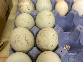 Indian runner duck hatching eggs