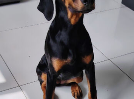 Due to work committments I am sadly looking to re-home my beautiful dorberman lola..!! Lola is 5 and a half months old..!!