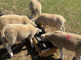 Young pet ewes