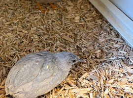 Chinese Painted Quail
