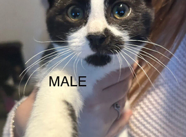 Mixed breed cats for sale