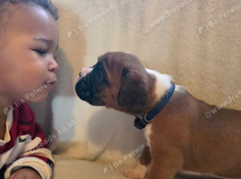 Beautiful red and white boxer puppies