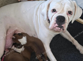 Gorgeous Boxer Puppies - Beautiful Brown and White Markings, Raised with Mum