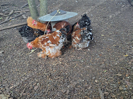Pekin bantam Cockerells