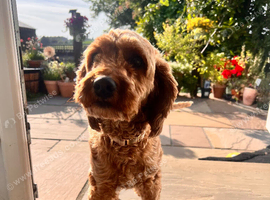2 year old Female Cavapoo