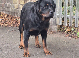 Female German rottweiler for sale